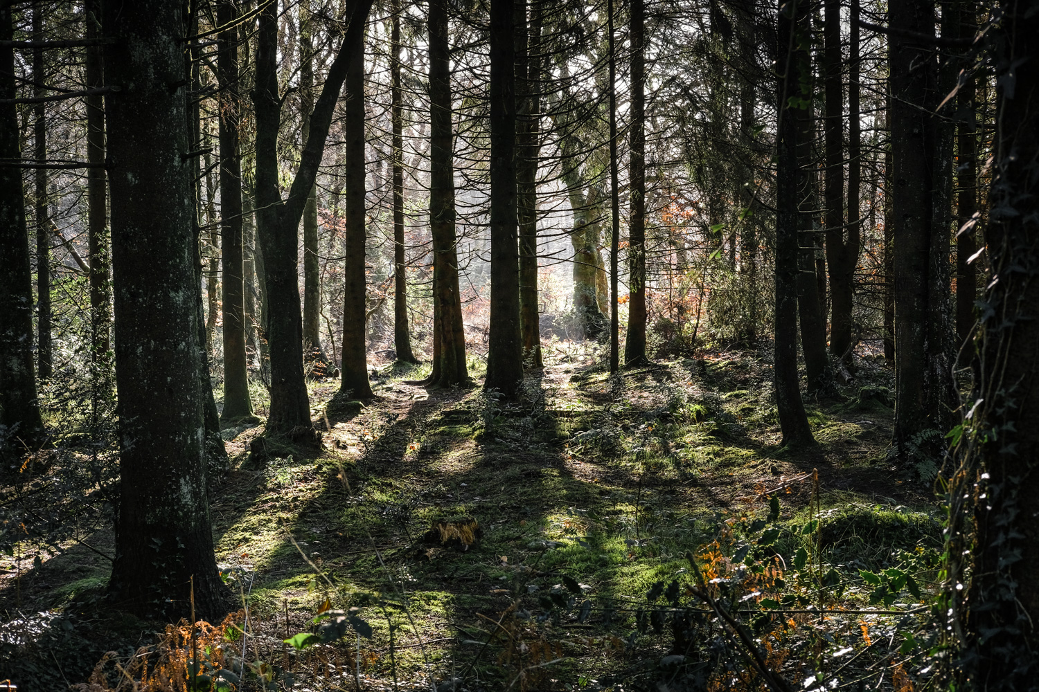 Sunlight streaming through trees on Trinity Hill Nature Reserve 13_01_22 1